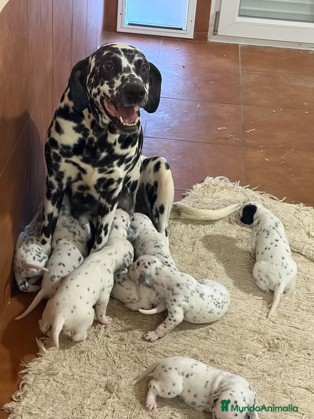 Dálmata perros en venta: Dalmatas - Anuncio 1