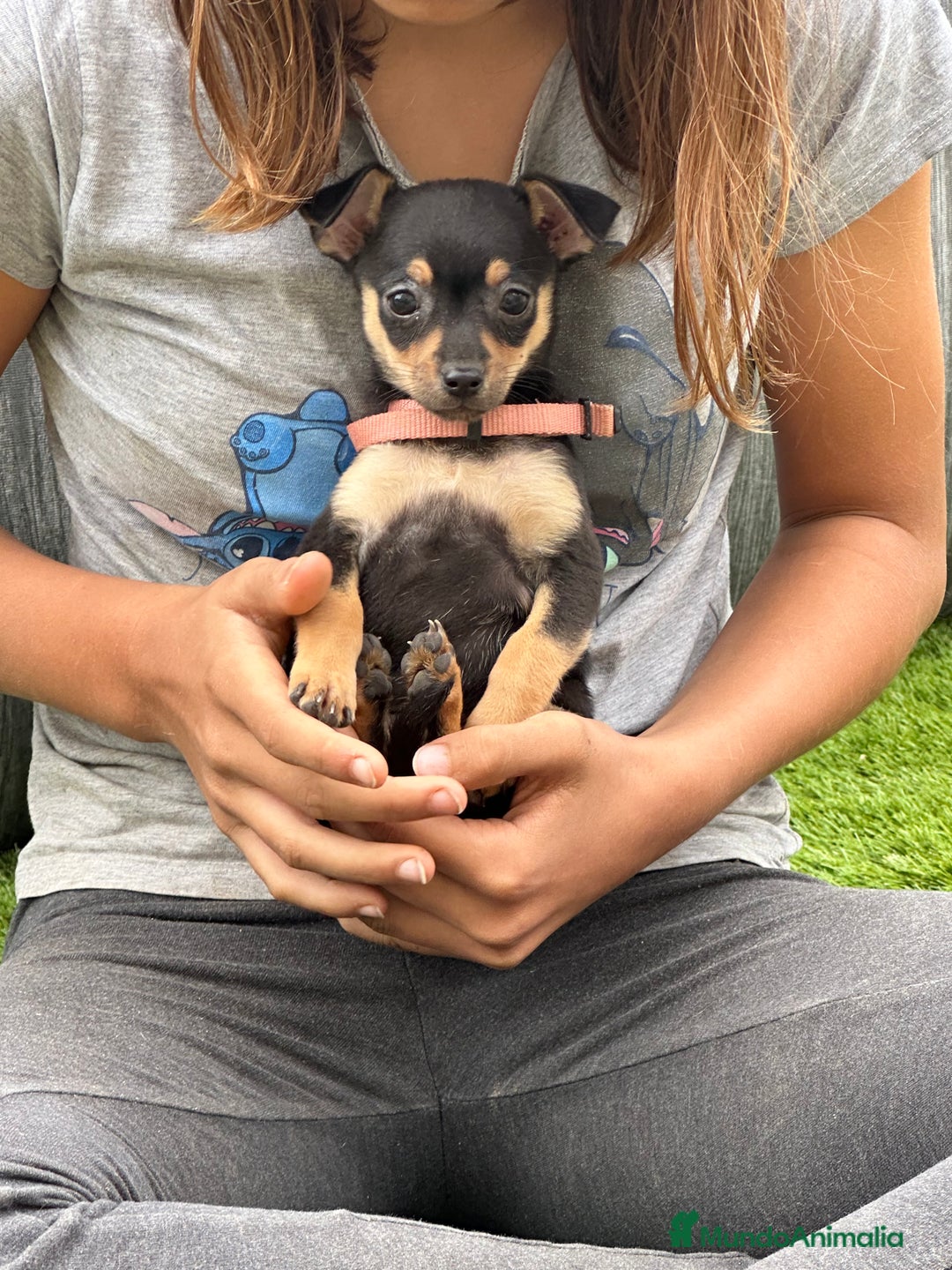 Chihuahua perros en venta: Ultima Hembra chiwi - Imagen 2