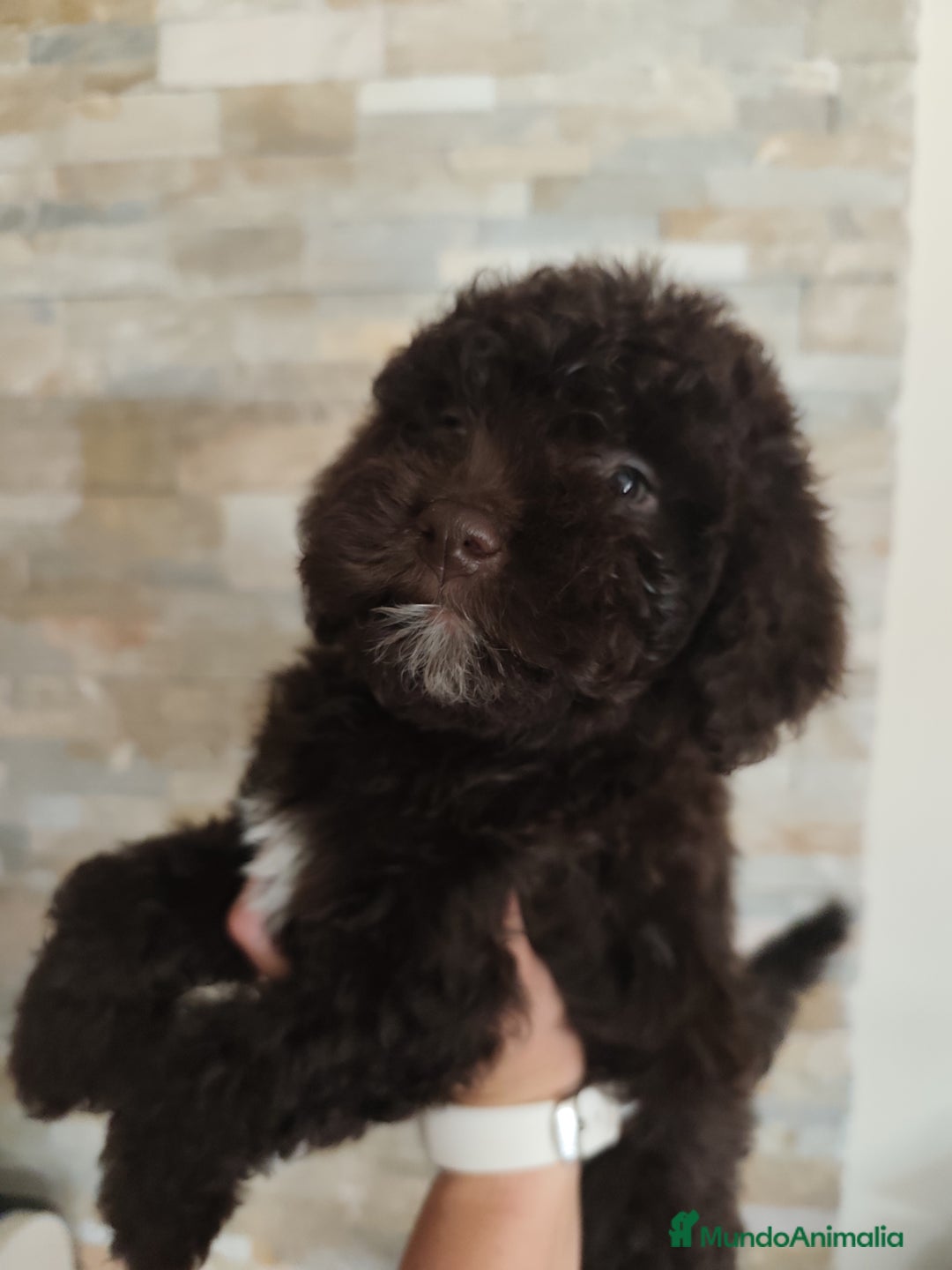 Perro de Agua Español perros en venta: Cachorros perros de agua - Imagen 3