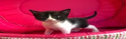 Raza Mixta gatos en venta: Gatitos cruce - Anuncio 2