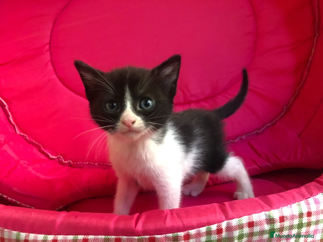 Raza Mixta gatos en venta: Gatitos cruce - Anuncio 2