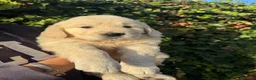 Golden Retriever perros en venta: golden retriever  - Anuncio 8