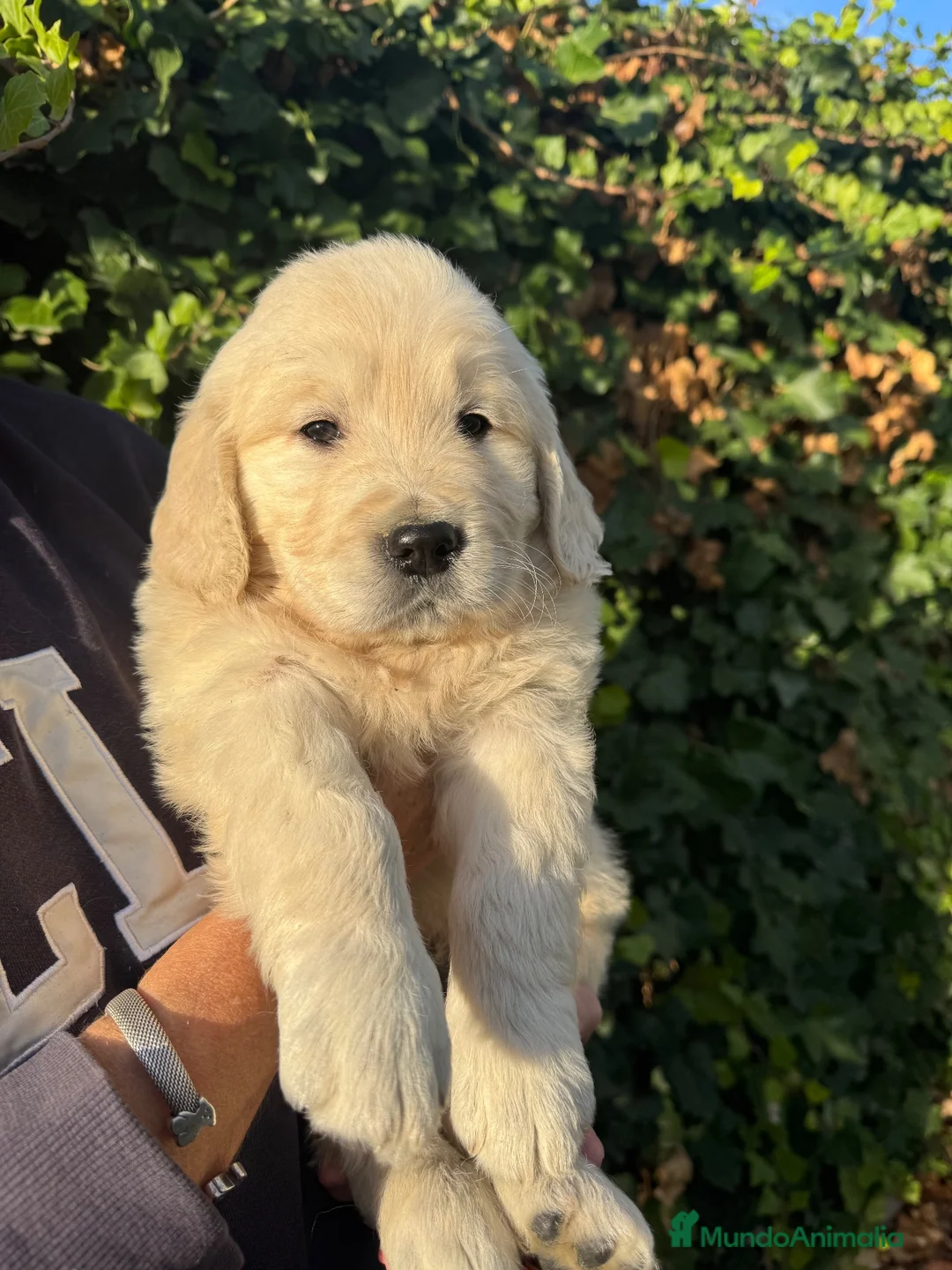 Golden Retriever perros en venta: golden retriever  - Anuncio 8