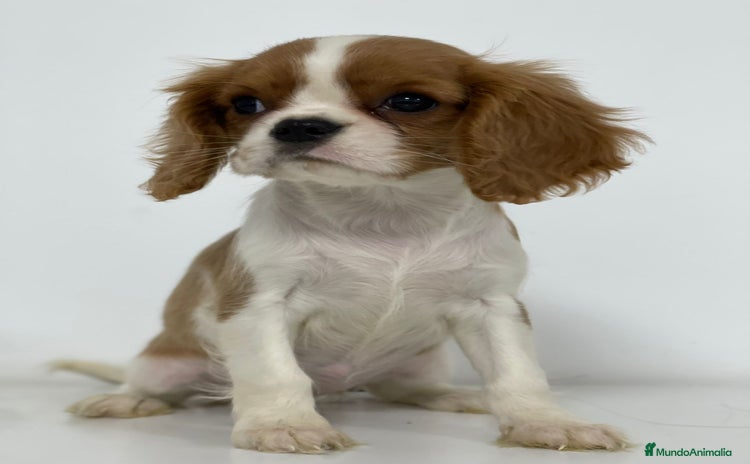 Cavalier King Charles Spaniel perros - Propaganda 2