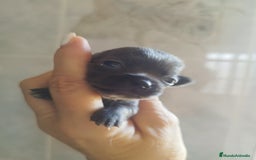 Chihuahua perros en venta: CHIHUAHUAS BLUE TOYS - Imagen 4