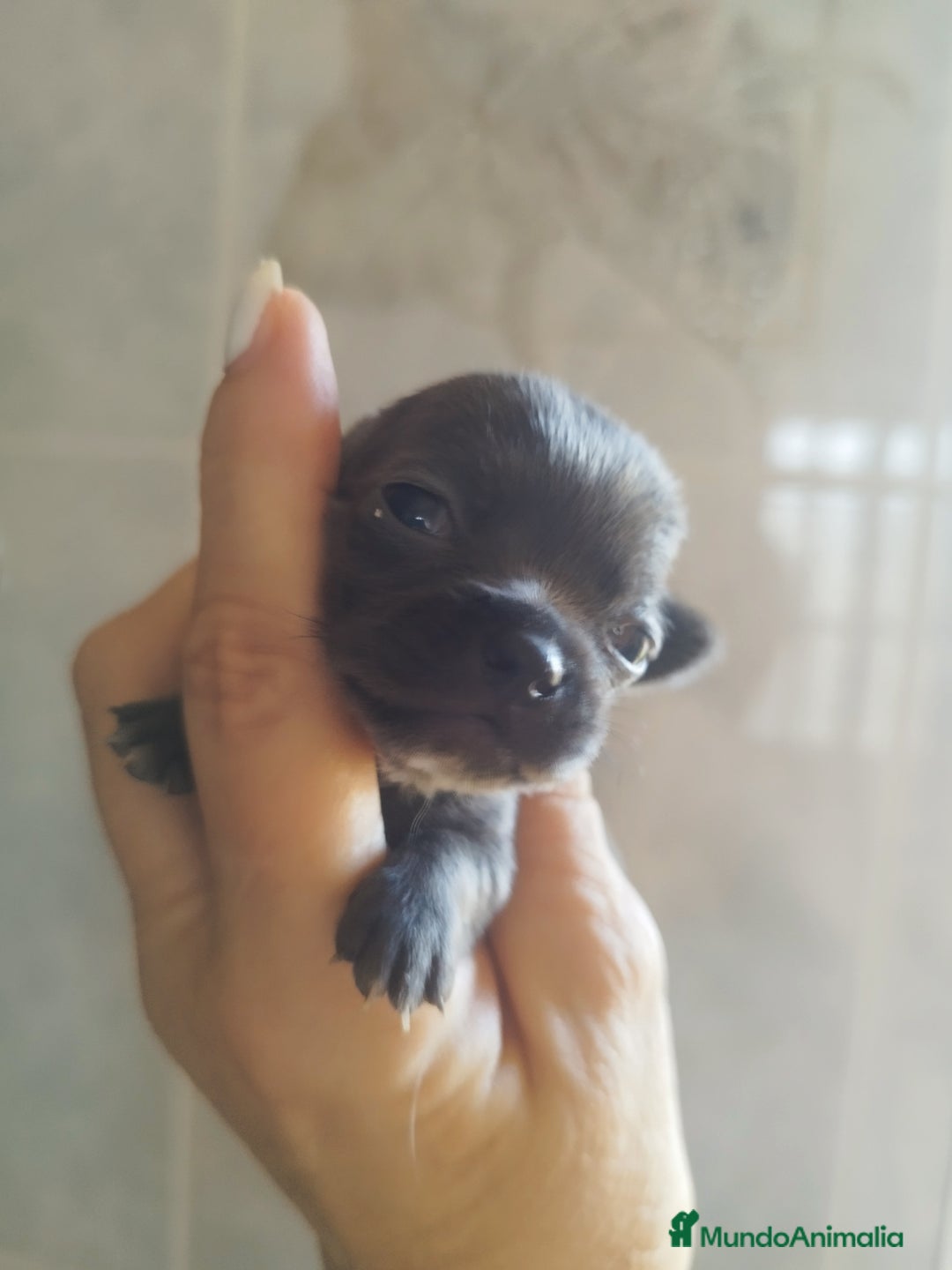 Chihuahua perros en venta: CHIHUAHUAS BLUE TOYS - Imagen 4