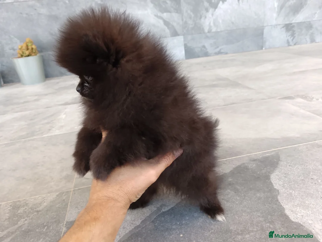 Pomerania perros en venta: Pomerania  - Anuncio 4