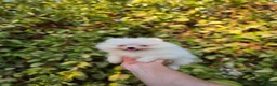 Pomerania perros en venta: LULU DE POMERANIA TOY - Anuncio 2