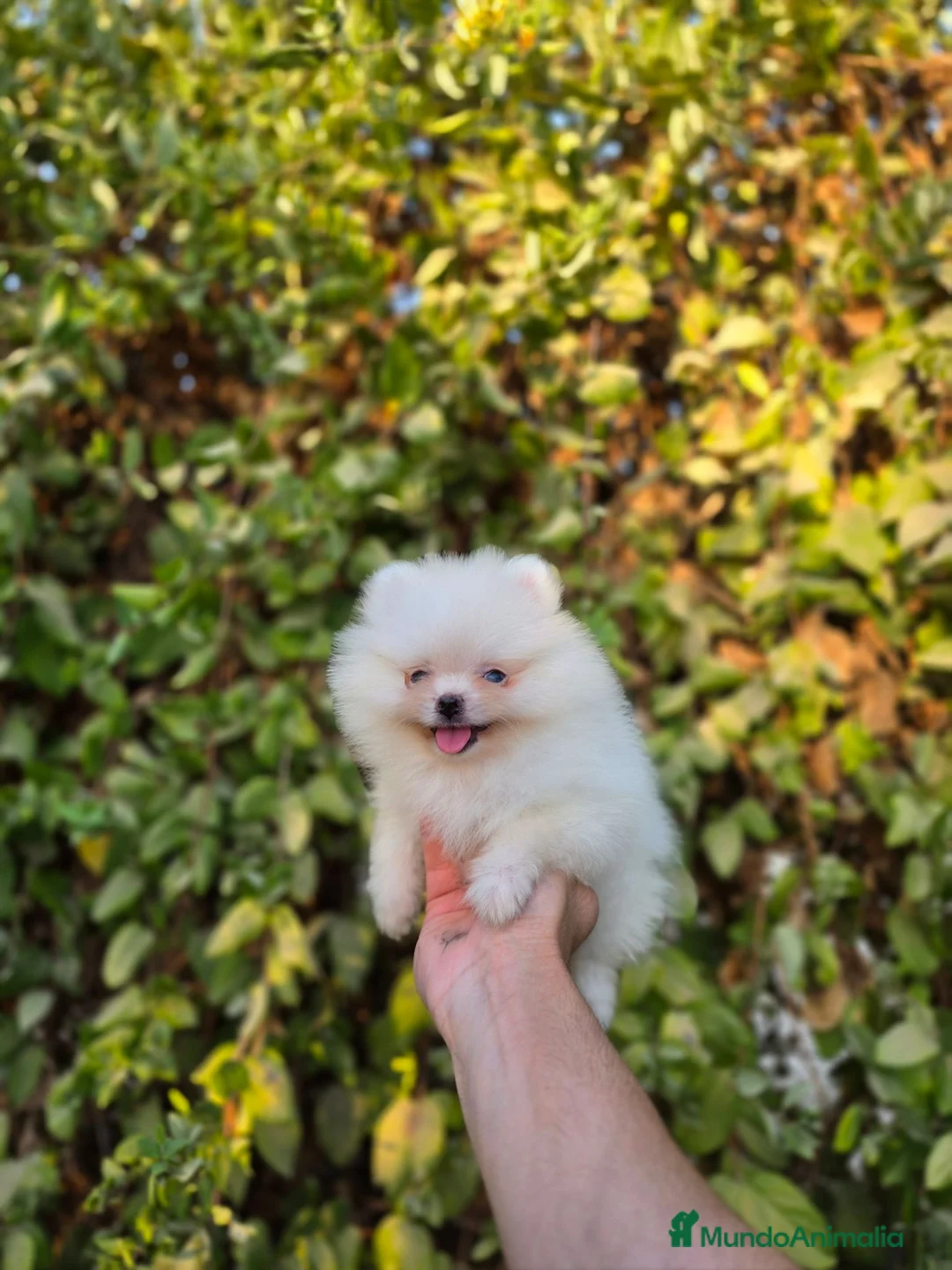 Pomerania perros en venta: LULU DE POMERANIA TOY - Anuncio 2