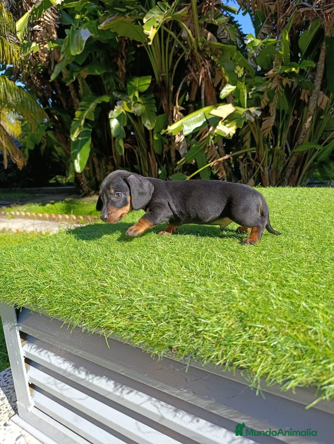 Teckel perros en venta: Teckel kanichen  - Anuncio 2