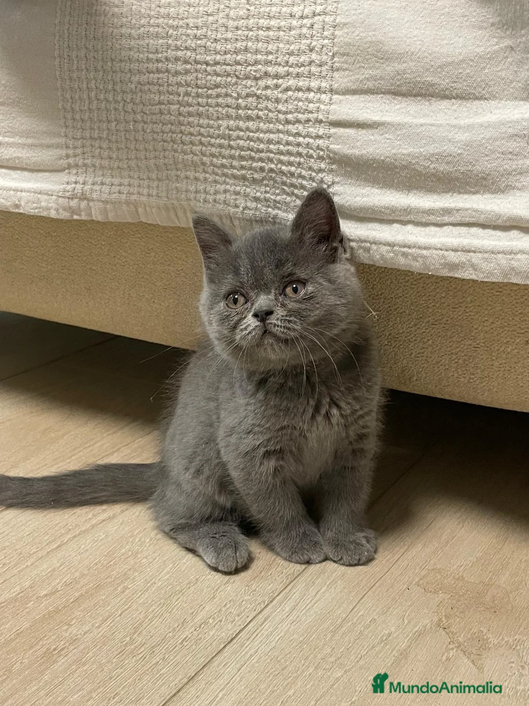 Scottish Fold gatos en venta: scottish fold y british  - Anuncio 7