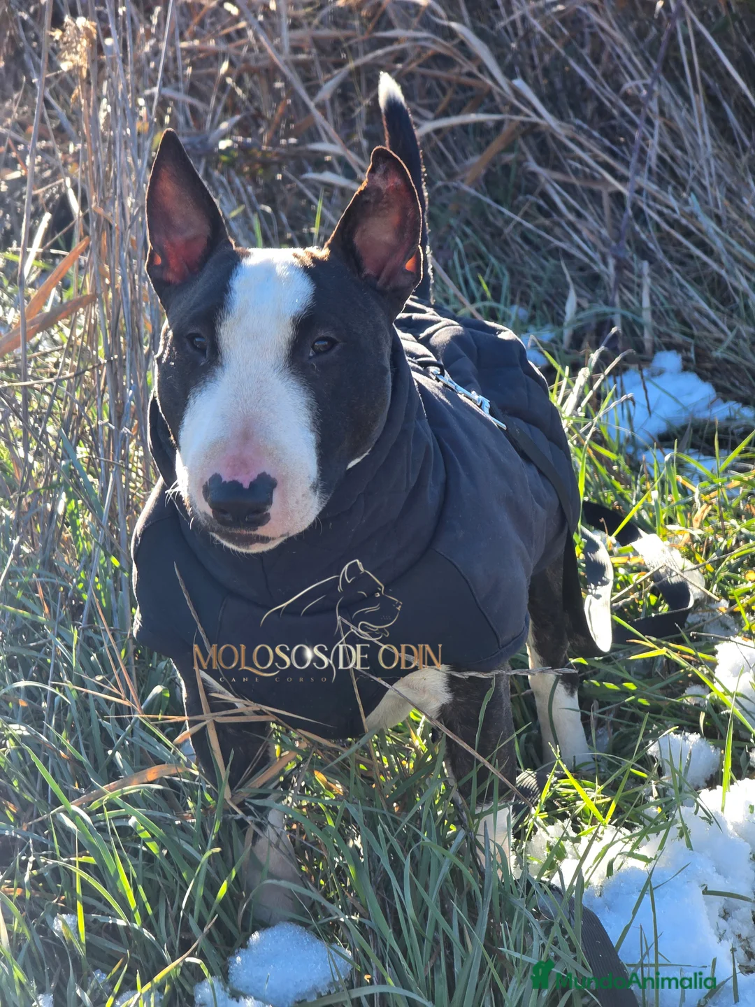Bull Terrier Miniatura perros para monta: Bullterrier Macho abierto  a Montas - Anuncio 1