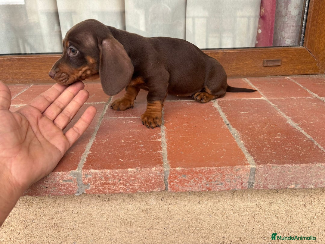Teckel Miniatura perros en venta: Preciosas hembras salchicha - Imagen 4