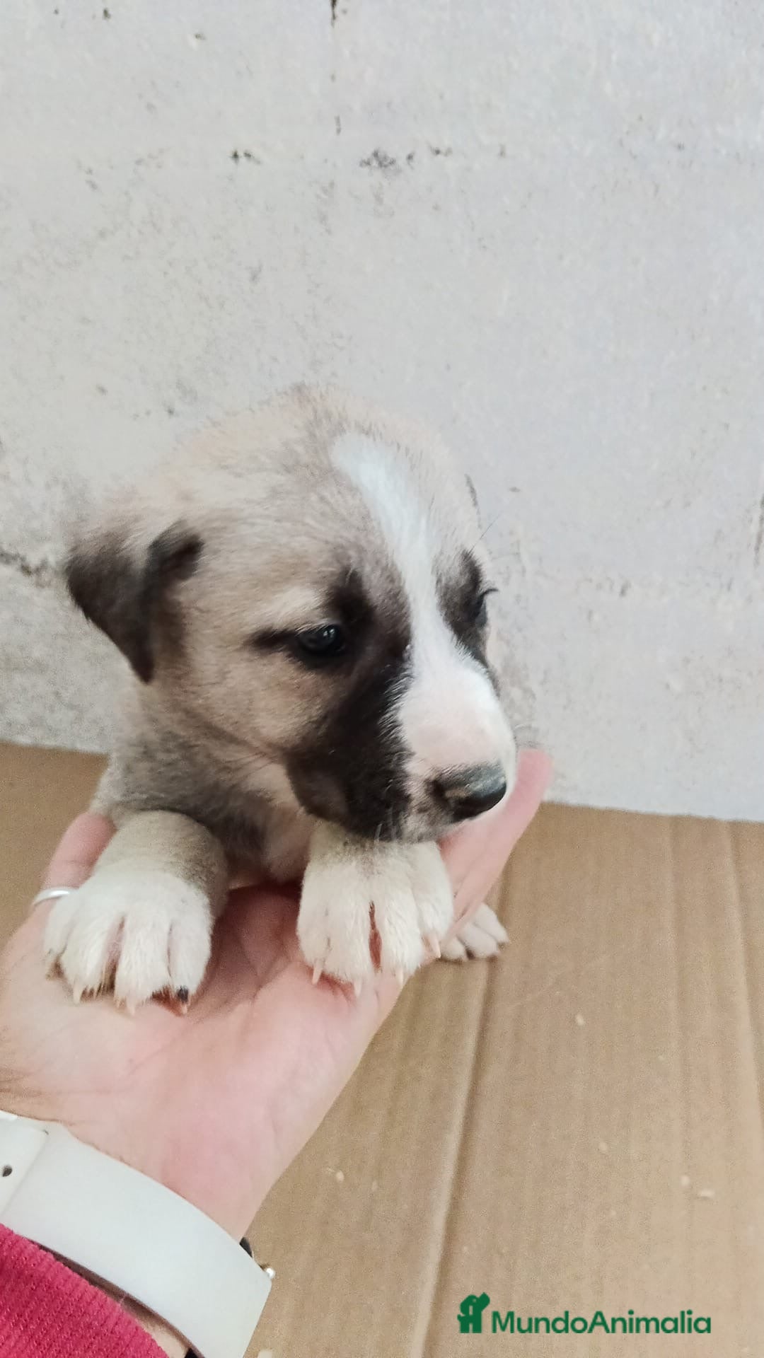 Mastín Español perros Disponible hembra Mastin - Anuncio 2