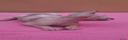 Sphynx gatos en venta: Precioso machito  - Anuncio 2