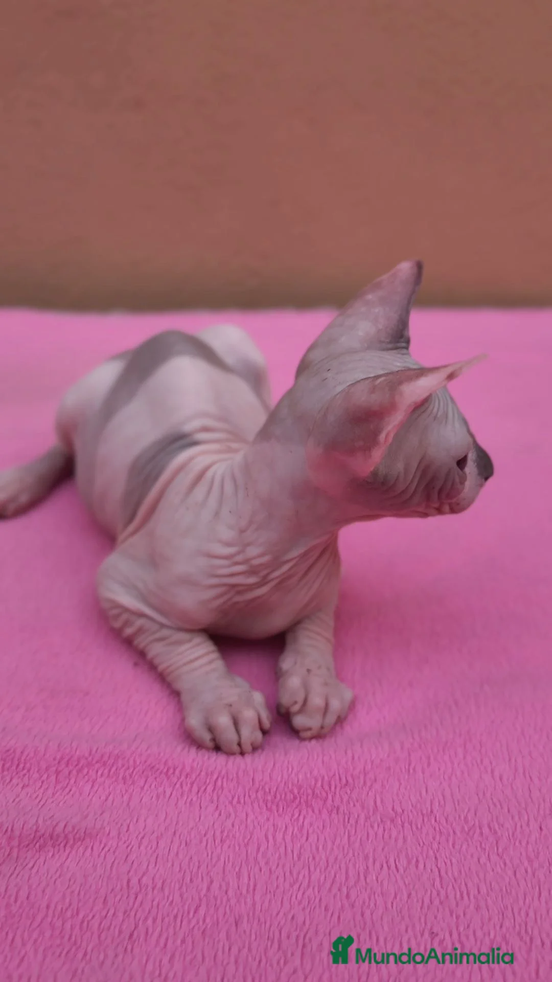 Sphynx gatos en venta: Precioso machito  - Anuncio 2
