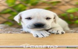 Labrador Retriever perros en venta: Camada de Helena  - Imagen 2