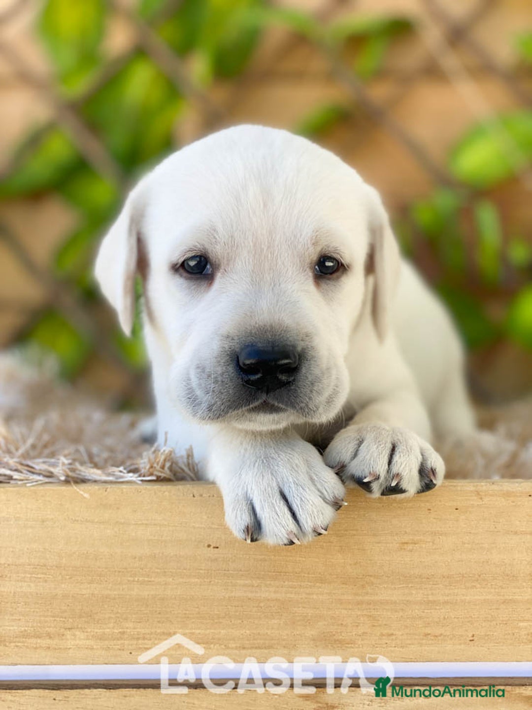 Labrador Retriever perros en venta: Camada de Helena  - Imagen 2