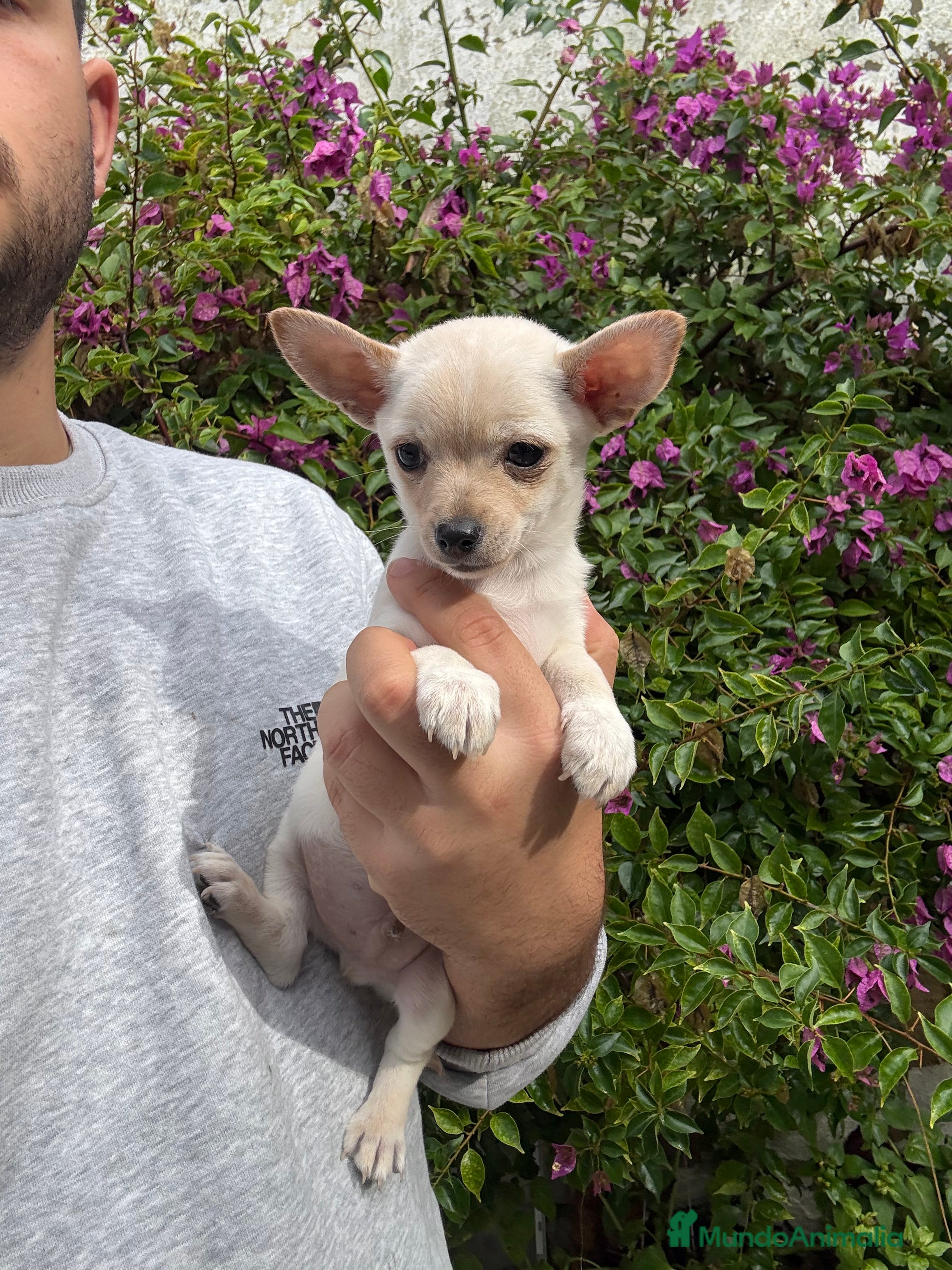 Chihuahua perros Chihuahuas Toy - Anuncio 10