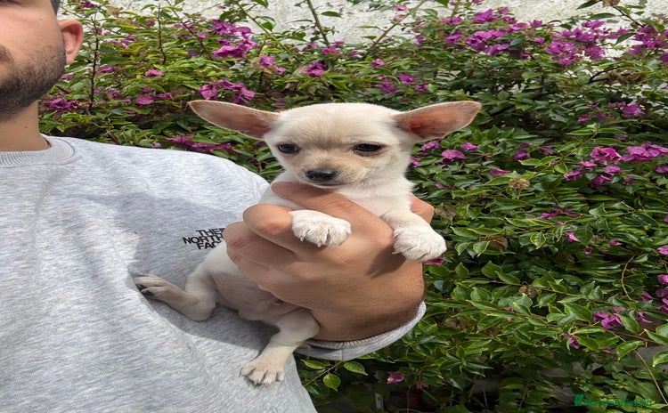 Chihuahua perros Chihuahuas Toy - Anuncio 5