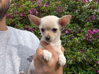 Chihuahua perros Chihuahuas Toy - Anuncio 1