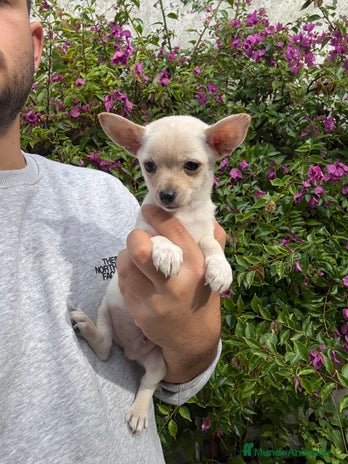 Chihuahua perros Chihuahuas Toy - Anuncio 4