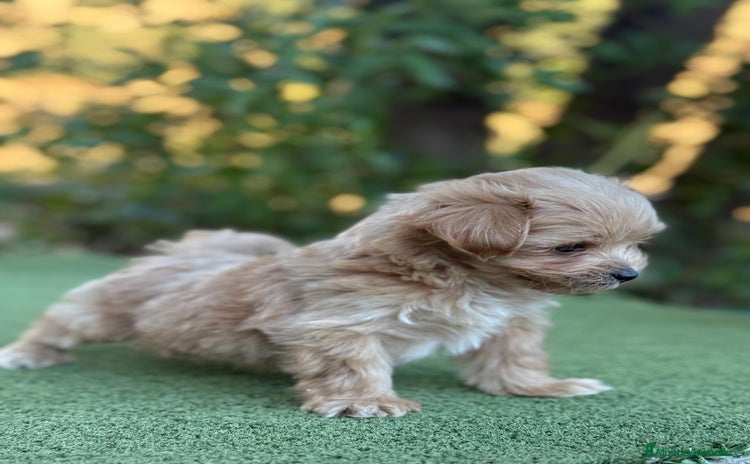 Maltipoo perros - Anuncio 5