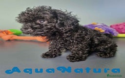 Caniche Toy perros en venta: Caniche Hembra CJMM 4165 AQUANATURA - Imagen 4