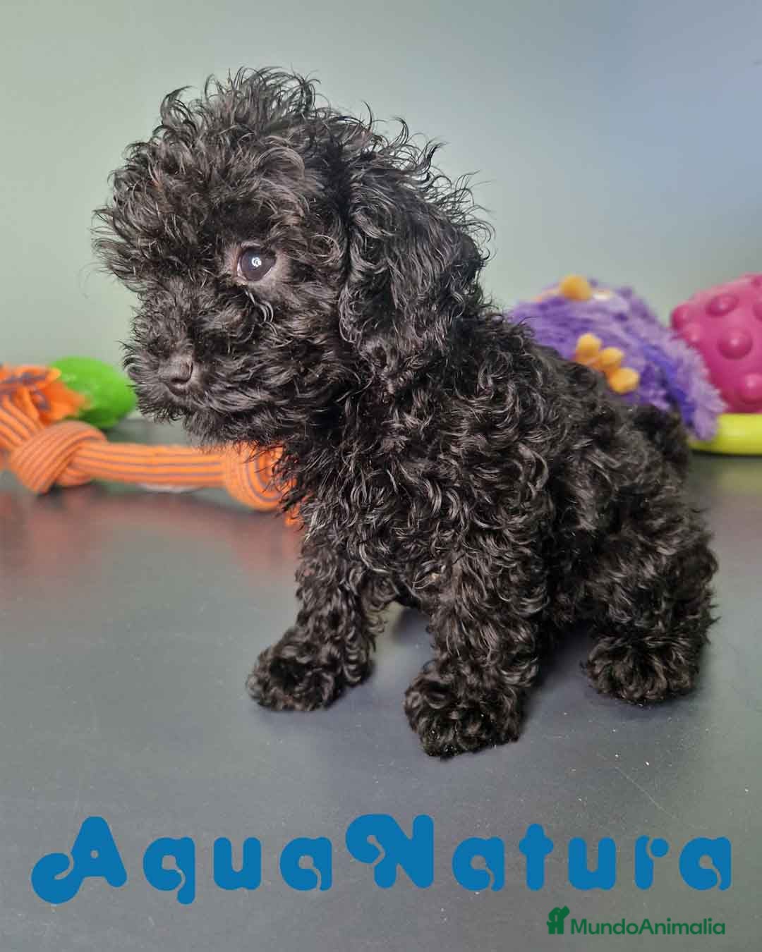Caniche Toy perros en venta: Caniche Hembra CJMM 4165 AQUANATURA - Imagen 4