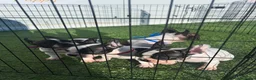 Bulldog Francés perros en venta: CAMADA DE BULLDOG FRANCÉS VAQUITA  - Anuncio 2