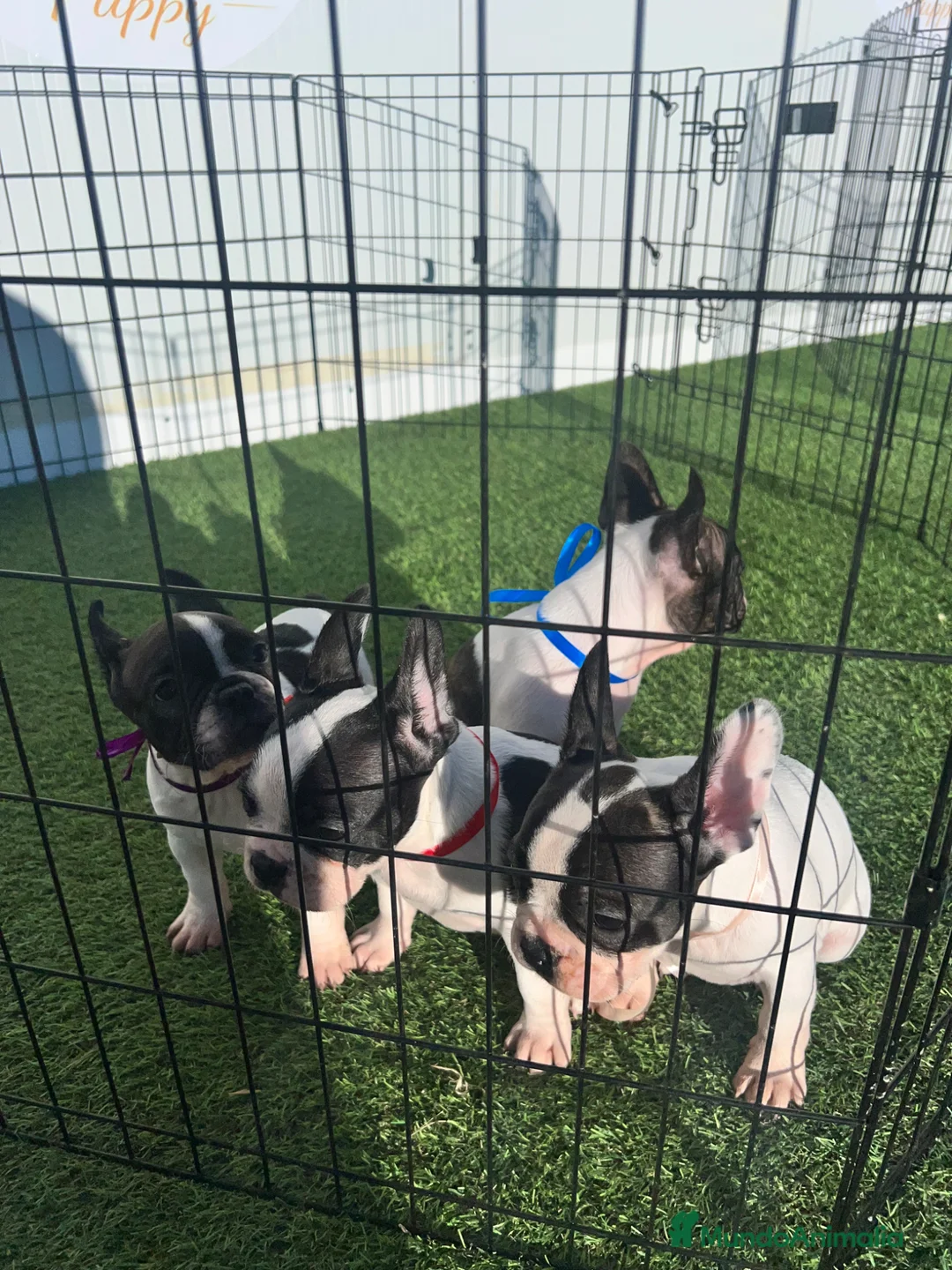Bulldog Francés perros en venta: CAMADA DE BULLDOG FRANCÉS VAQUITA  - Anuncio 2