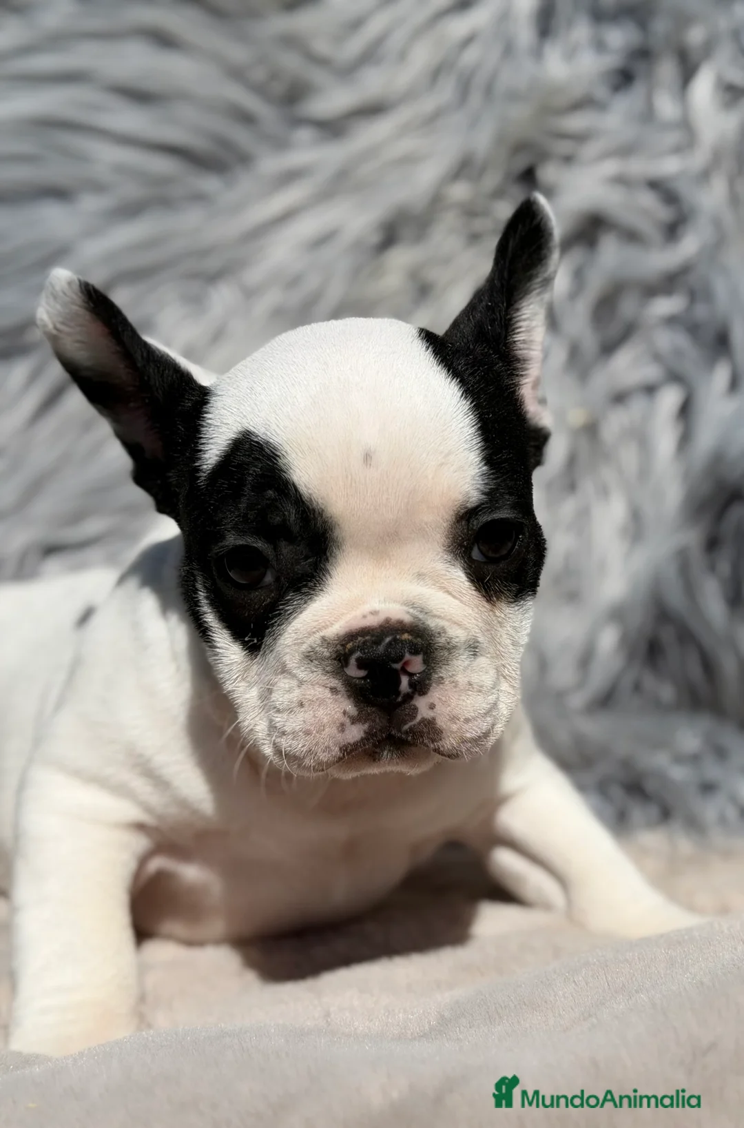 Bulldog Francés perros en venta: Bulldog vaca  - Anuncio 2