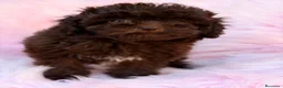 Maltipoo perros en venta: MALTIPOO CHOCOLATE  - Anuncio 2