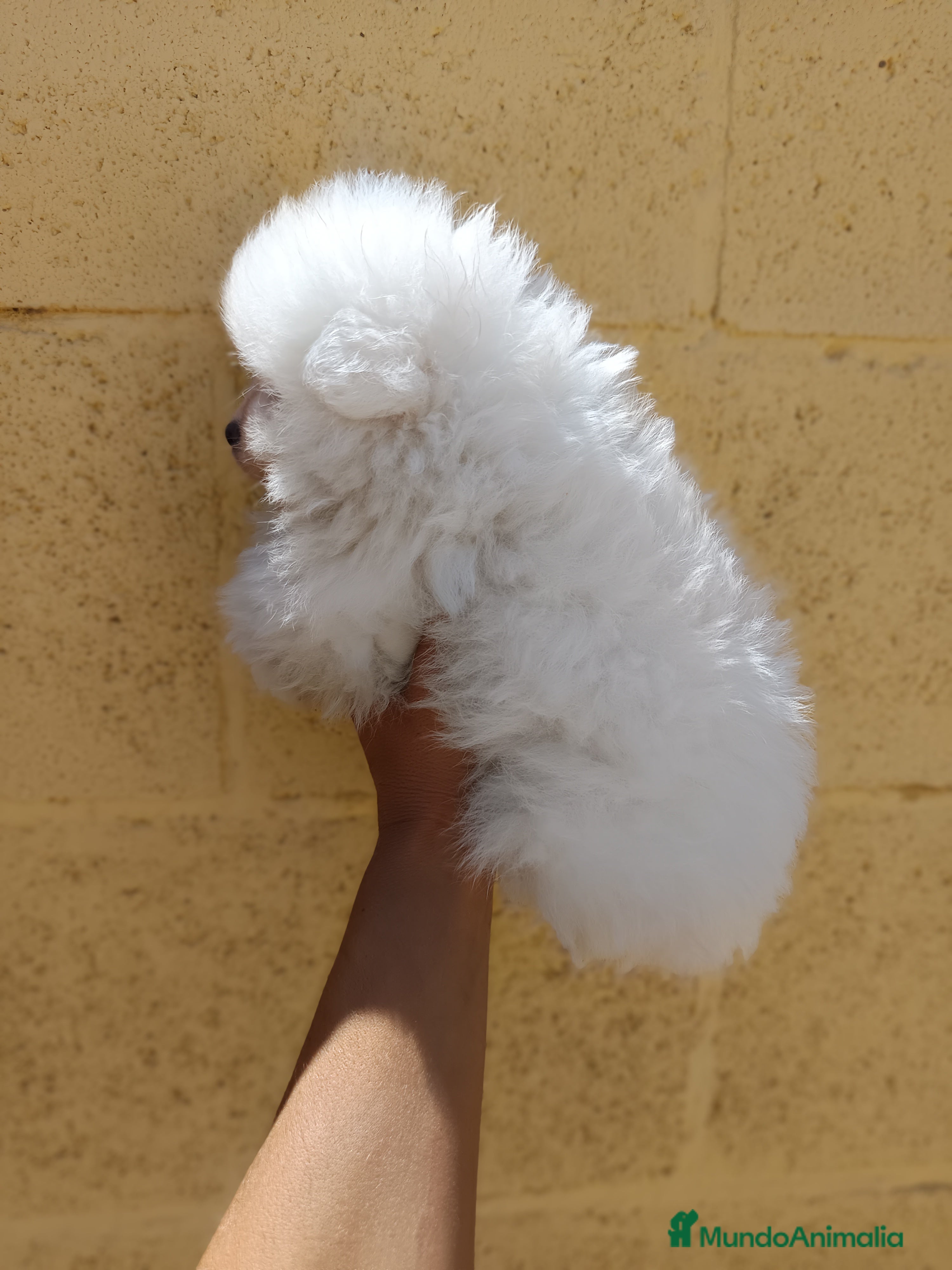 Pomerania perros Pomerania de Lulu - Anuncio 2