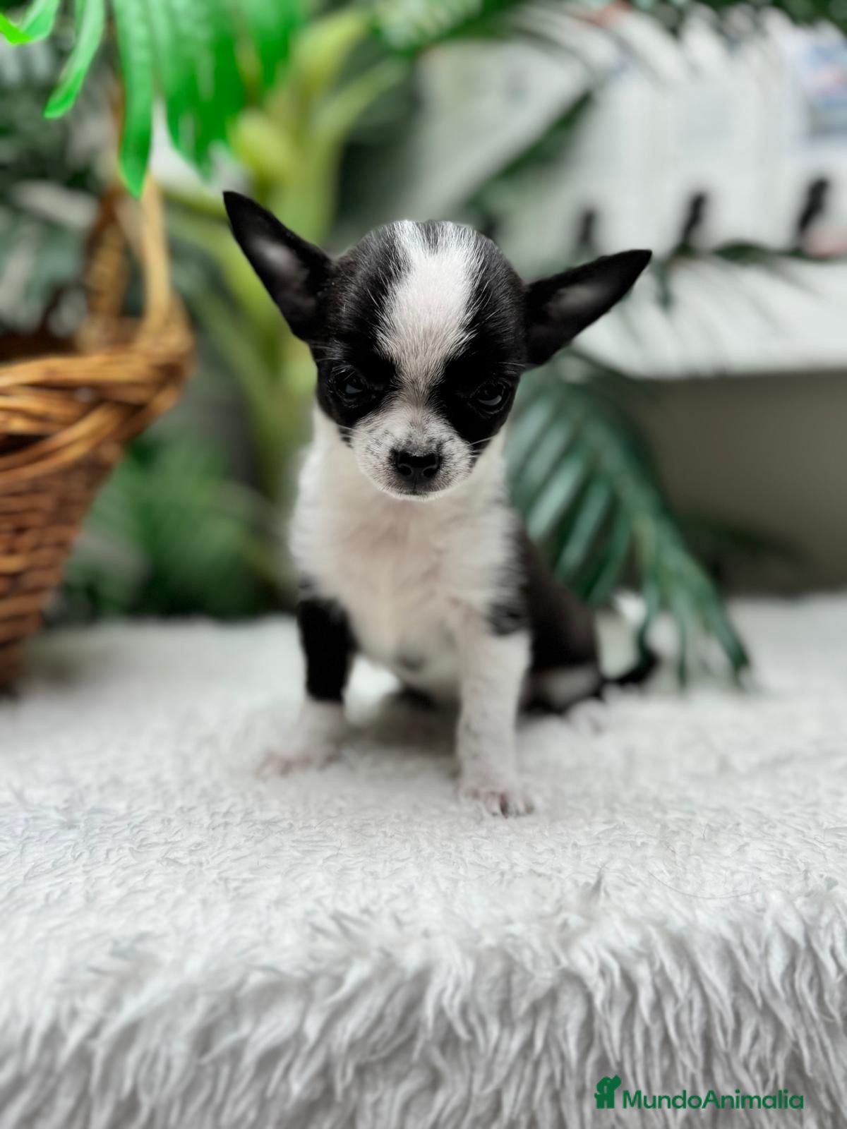 Chihuahua perros CHIHUAHUA - HEMBRA - Anuncio 1