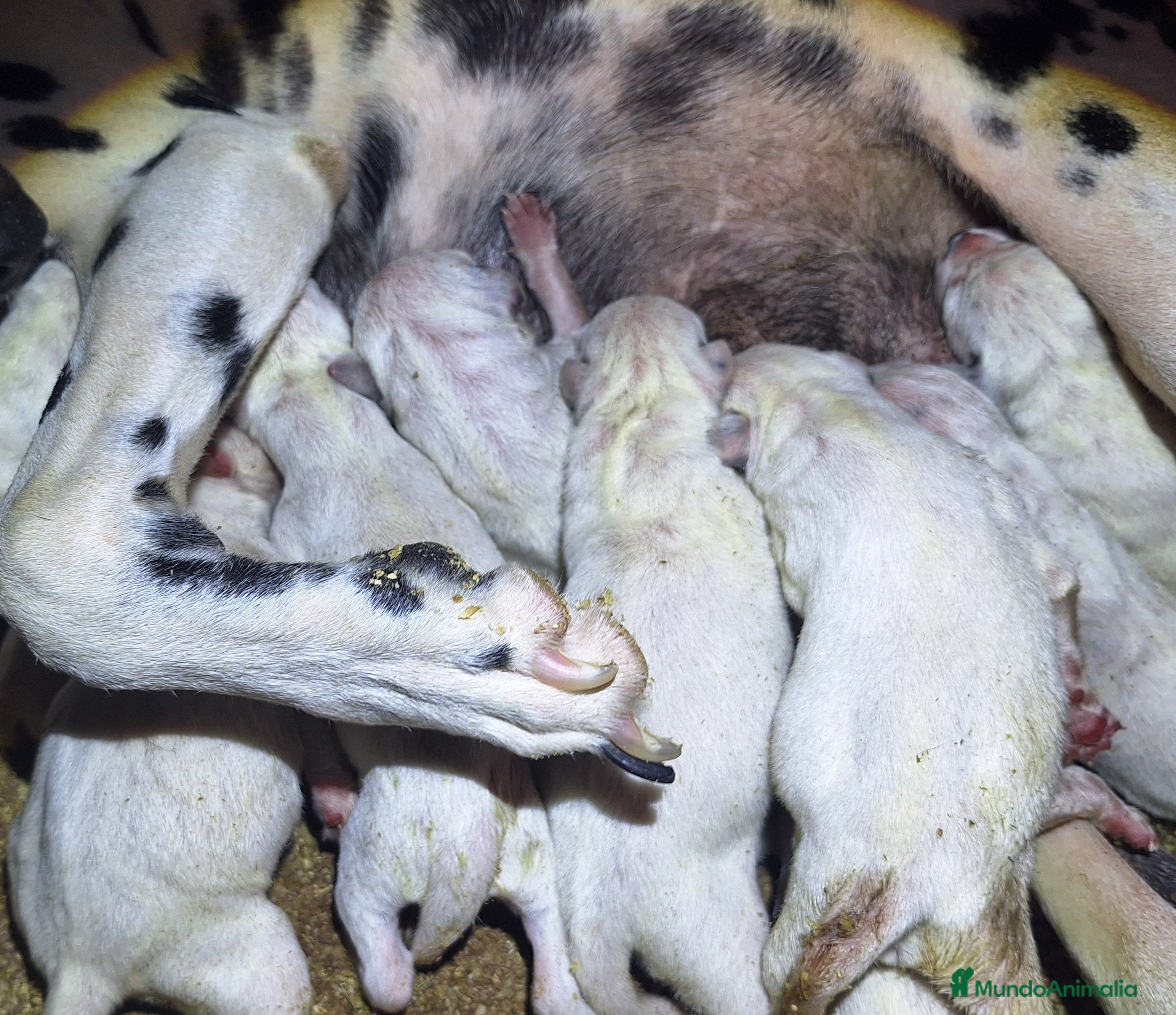 Dálmata perros DALMATA  - Anuncio 3