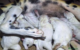 Dálmata perros en venta: DALMATA  - Imagen 1
