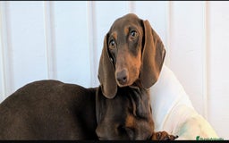 Teckel Miniatura perros en venta: Hembra adulta miniatura - Imagen 1