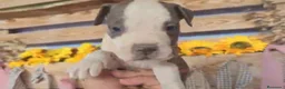 American Staffordshire-Terrier perros en venta: American stanford 🐾🐶 en Málaga - Anuncio 7