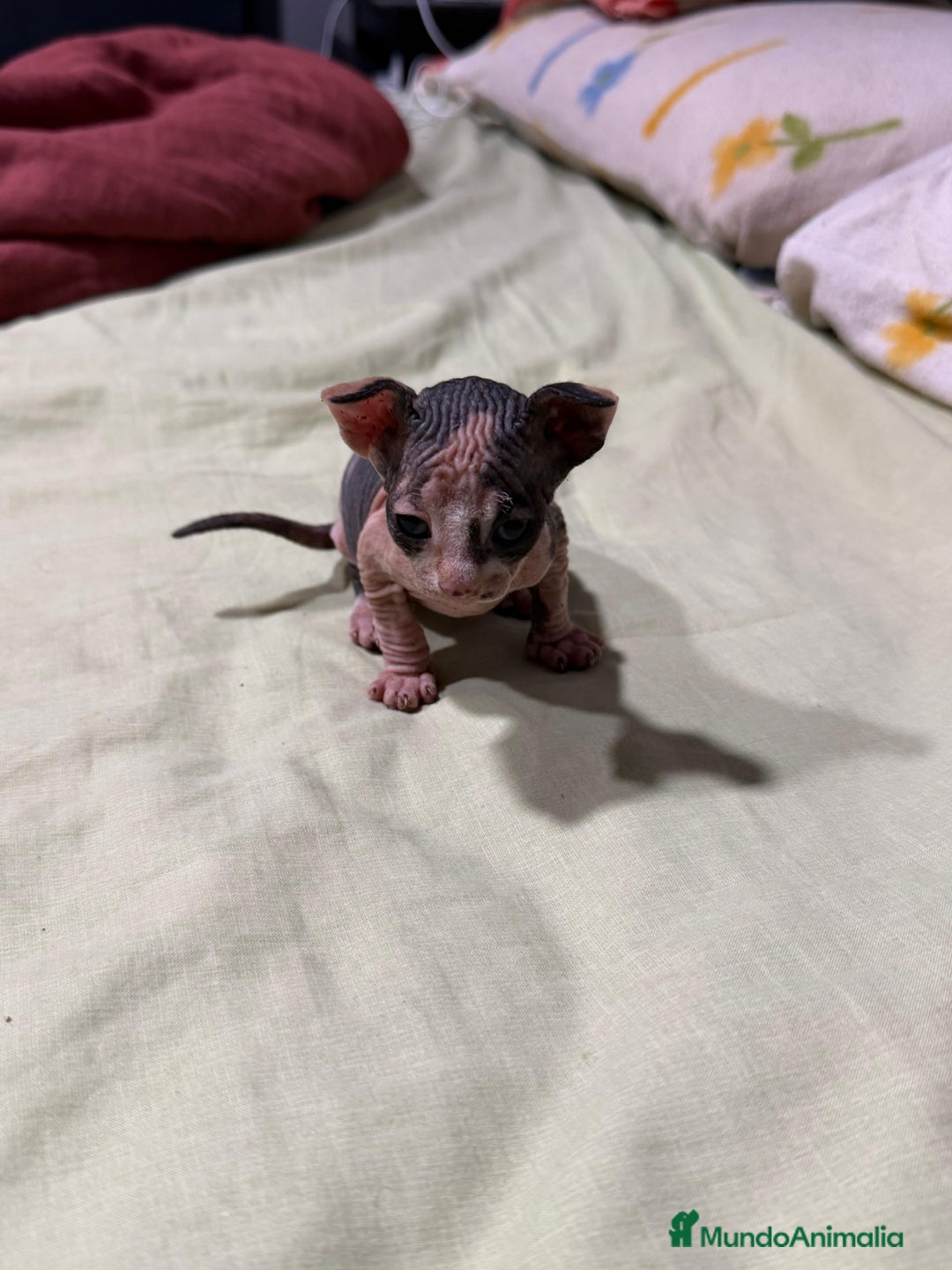 Sphynx gatos en venta: Preciosa cameda de ephynx - Anuncio 1