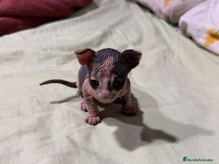 Sphynx gatos Preciosa cameda de ephynx - Anuncio 30