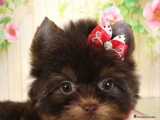 Yorkshire Terrier perros Macho Yorkshire Chocolate Mini/Toy - Anuncio 11
