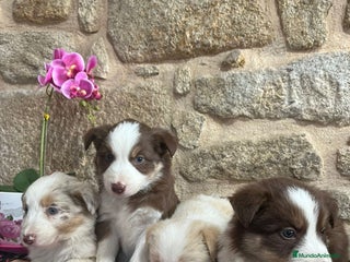 Border Collie perros - Anuncio 3