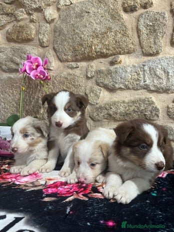 Border Collie perros - Anuncio 3