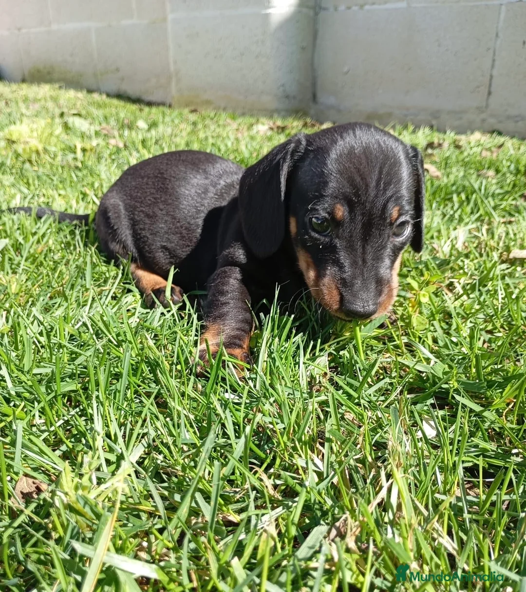 Teckel Miniatura perros en venta: Teckel Negro Fuego  - Anuncio 4