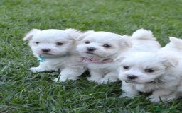 Bichón Maltés perros en venta: BICHON MALTES - Imagen 2