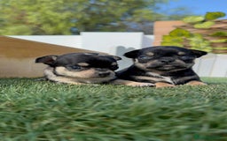 Chihuahua perros en venta: CHIHUAHUA-OJOS AZULES - Imagen 20