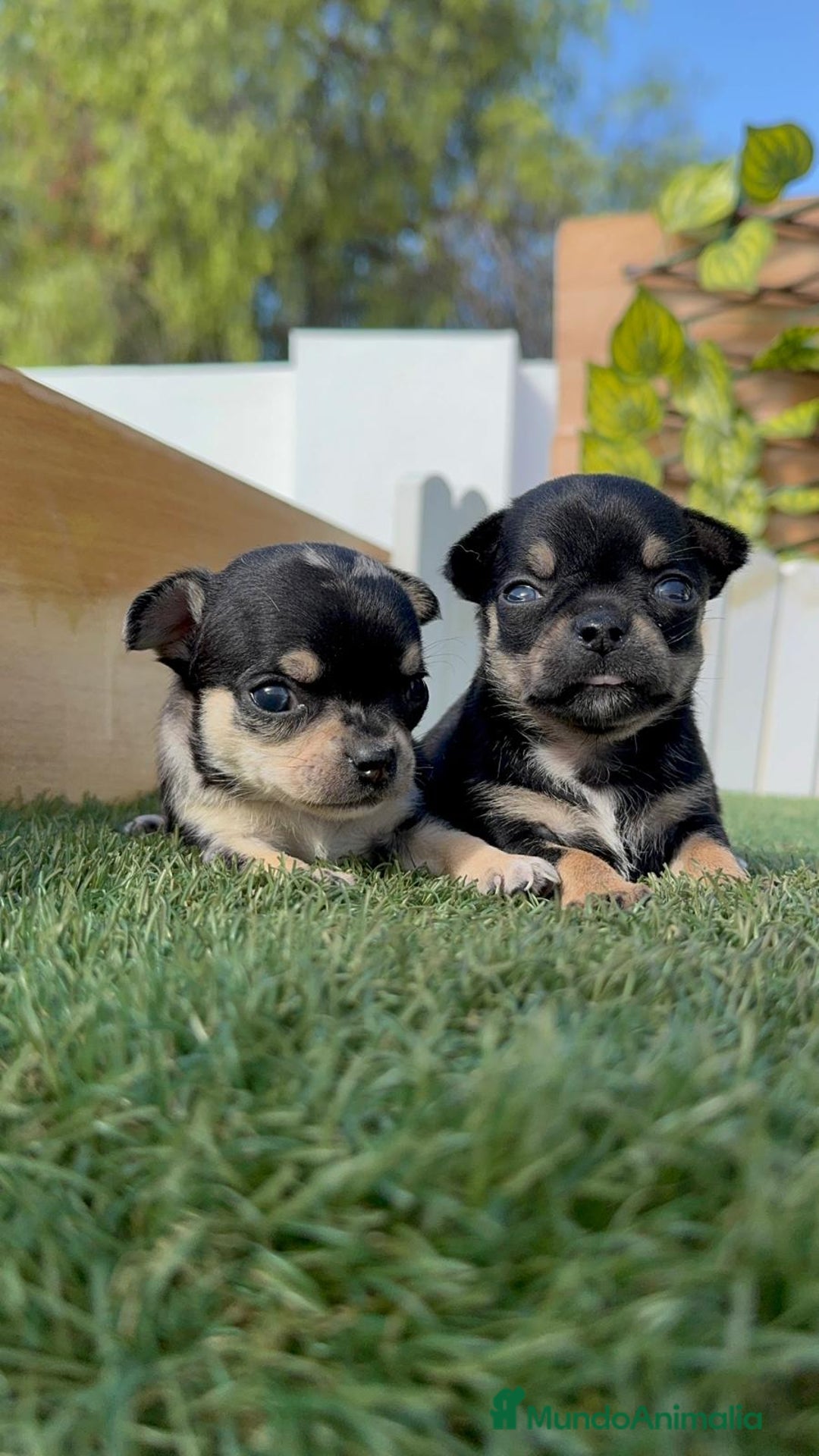Chihuahua perros en venta: CHIHUAHUA-OJOS AZULES - Imagen 20