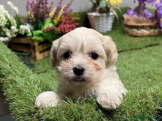 Maltipoo perros Maltipoo hembra disponible !!! - Anuncio 33