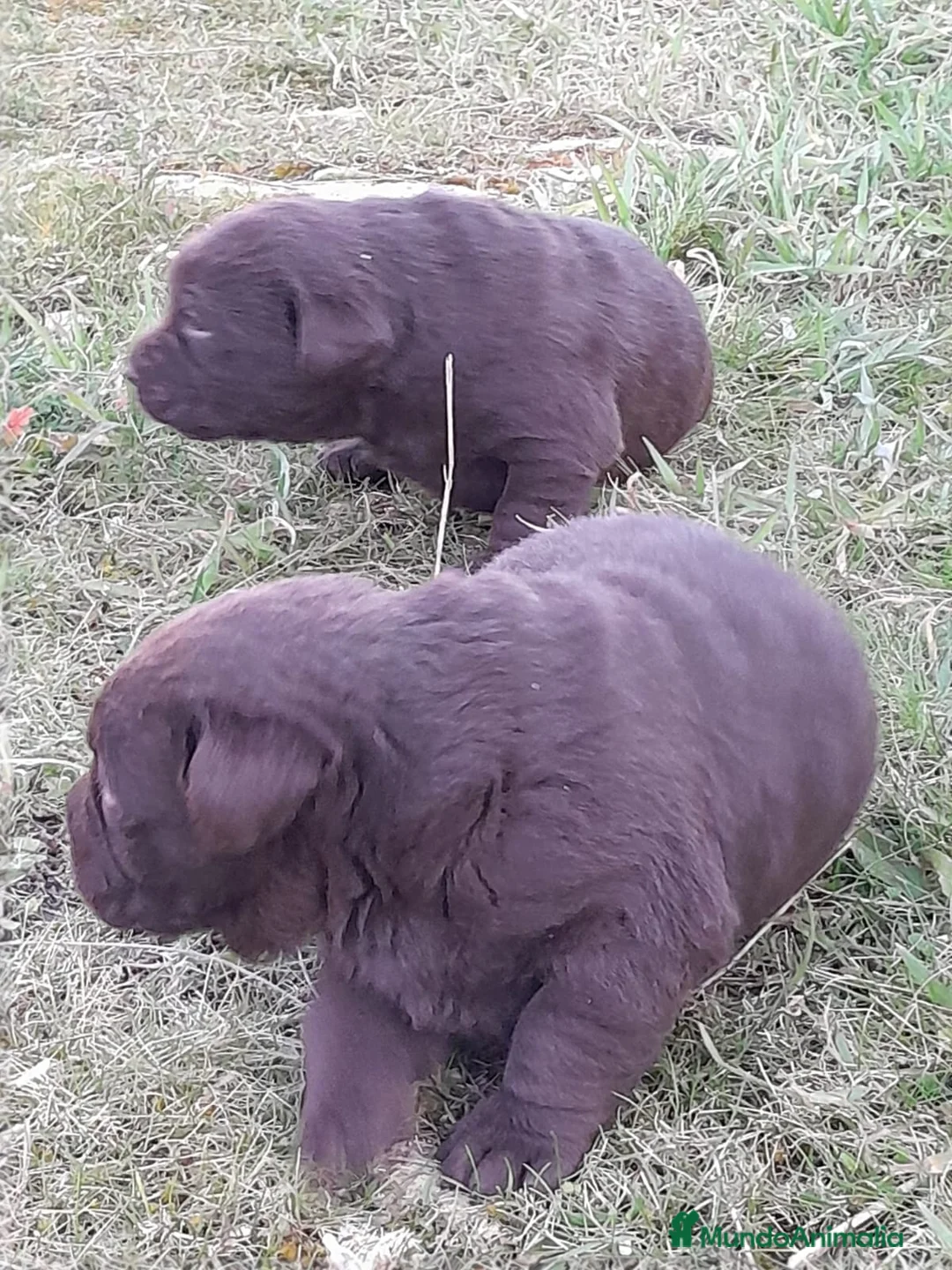 Labrador Retriever perros en venta: Camadas de Labrador color Chocolate en Granada - Anuncio 10